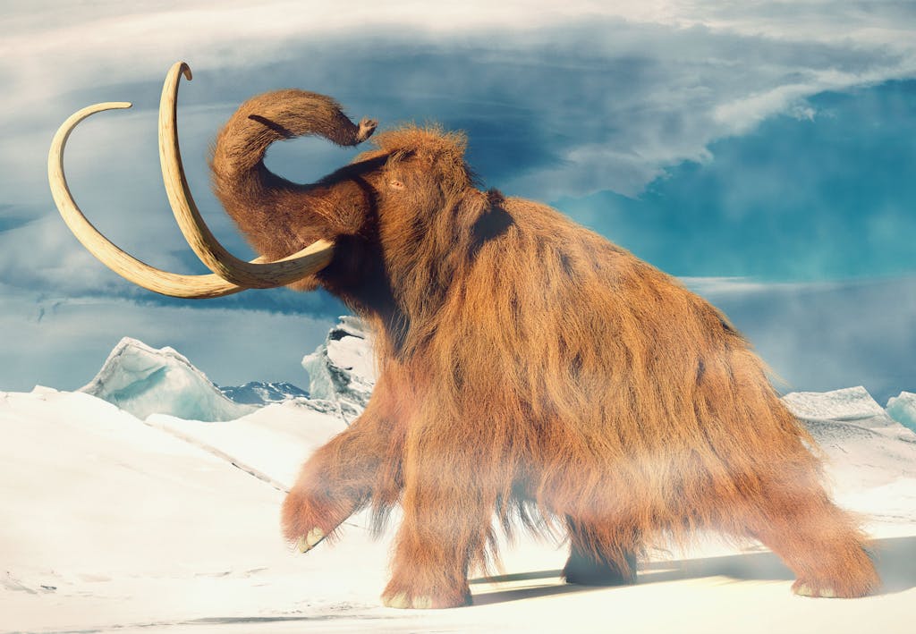 Ullhårig mammut Ullhårig mammut