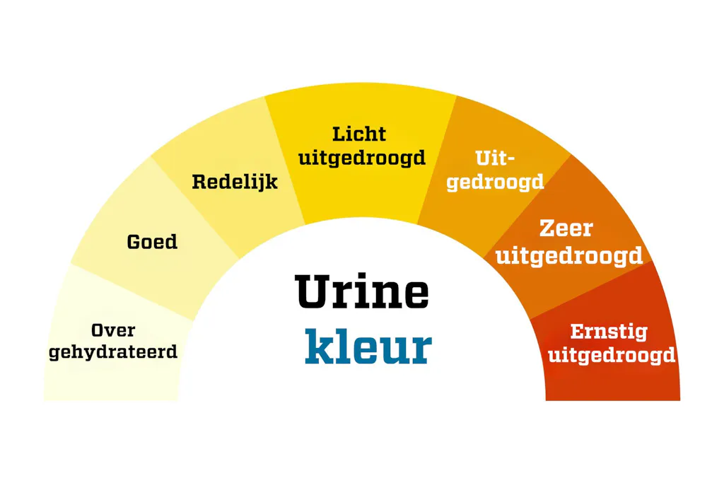 Daarom ruikt je urine zoet of naar ammoniak | wibnet.nl