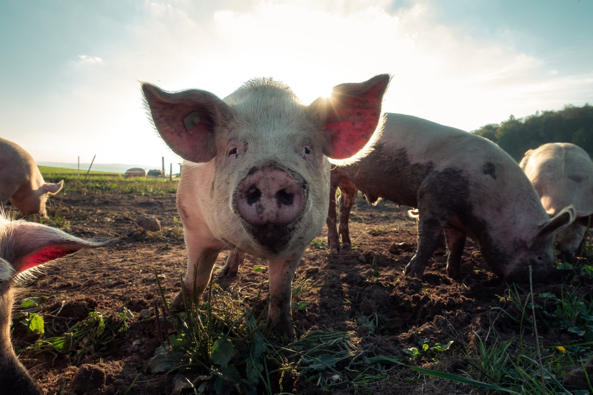 Waarom eten joden en moslims geen varkensvlees? | wibnet.nl