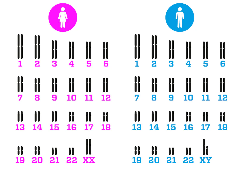Het Y-chromosoom verdwijnt | wibnet.nl