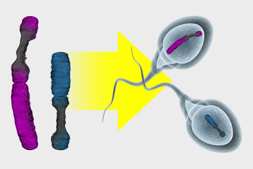 y-kromosomi-on-h-vi-m-ss-tieku-fi