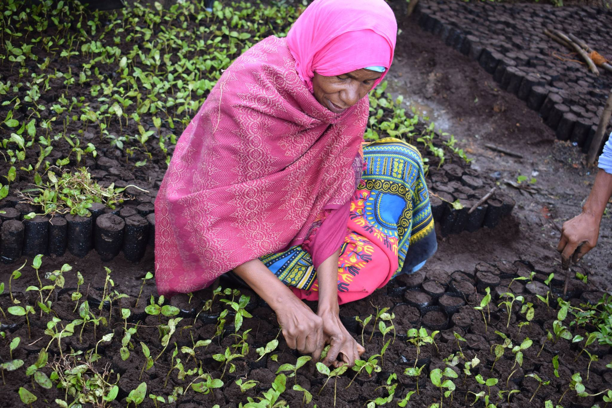 Kvinde i Tanzania, der planter stiklinger til træer, Ecosia har støttet.