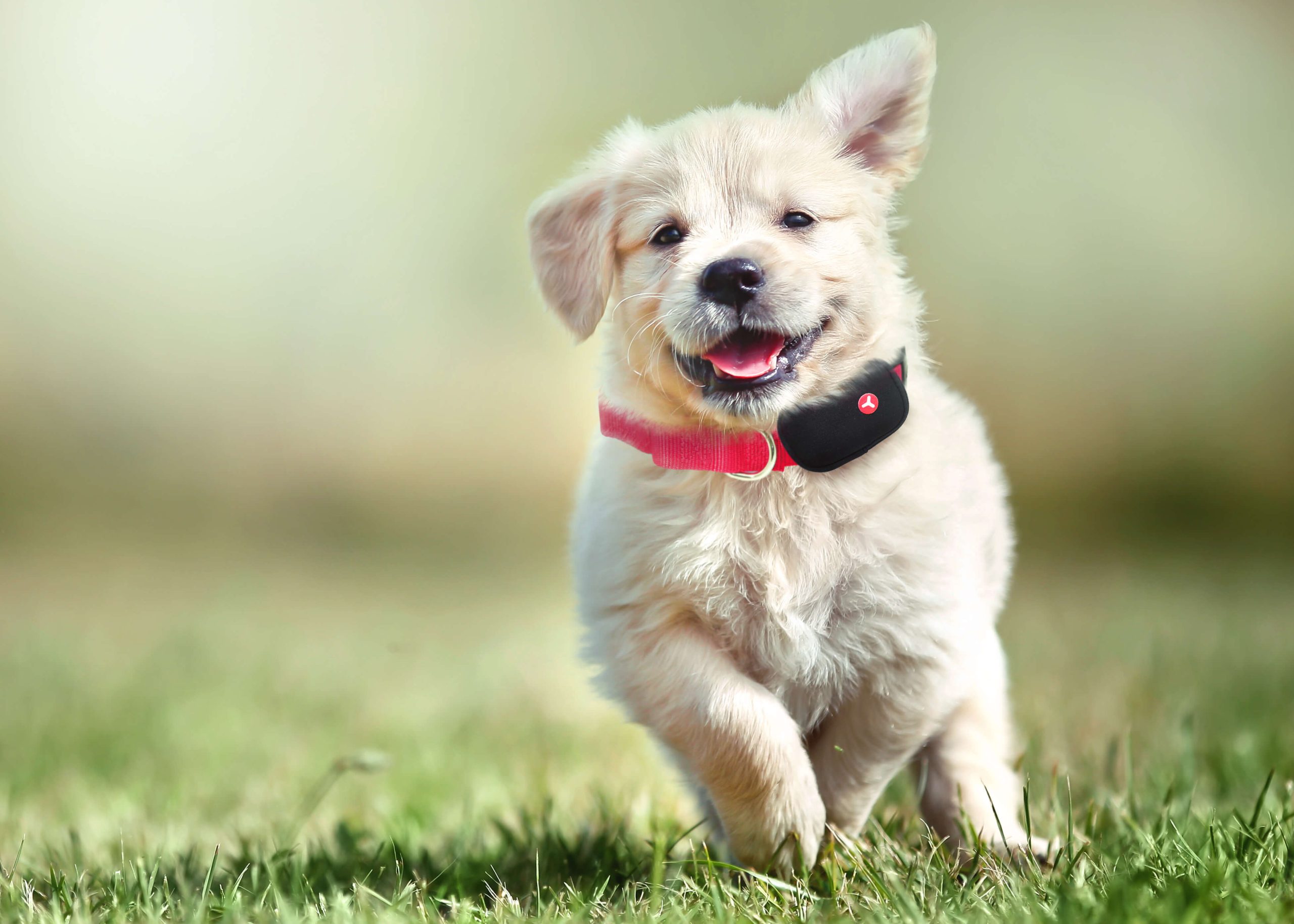 Hund med sporingsenhet fra Yepzon
