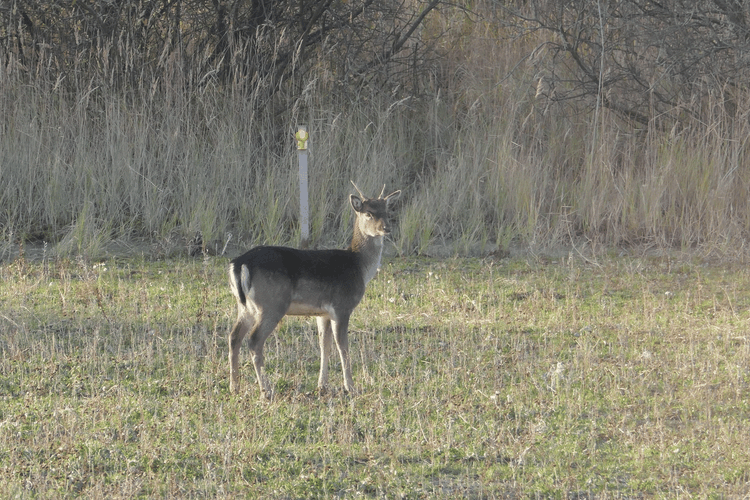 Google Foton med filtret Alpaca