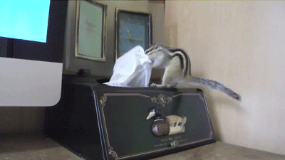 Funny animated squirrel