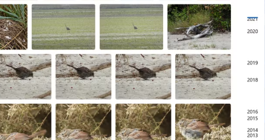 Galleri i Filutforsker