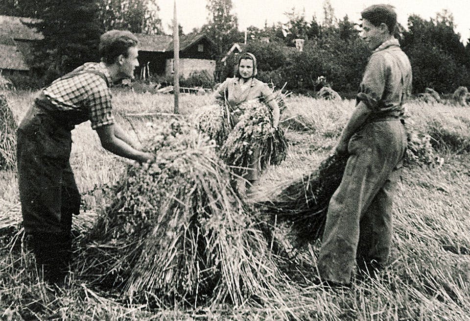 Kibbutzungdomar som arbetar med halm.