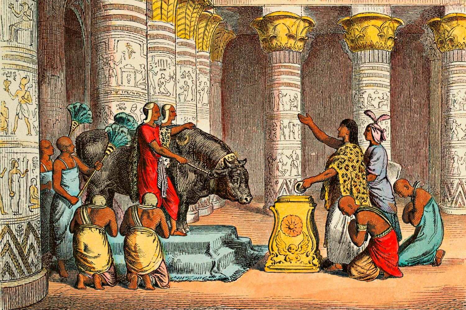 Tempeltjuren Apis i templet i Memfis.