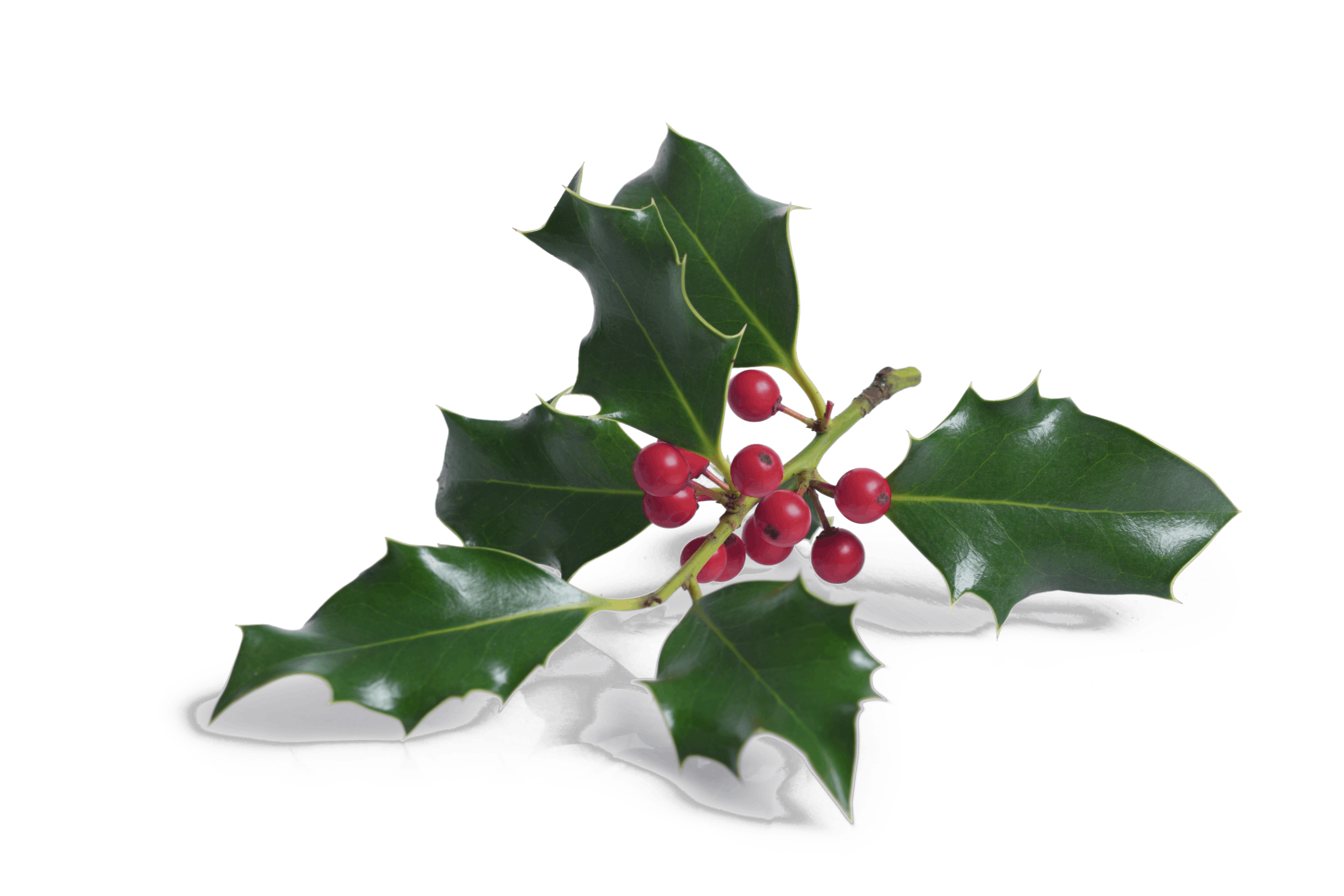 25 b6wdyn alamy Järnek