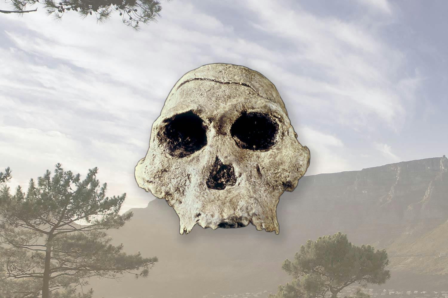 sydafrika sterkfonteinskalle