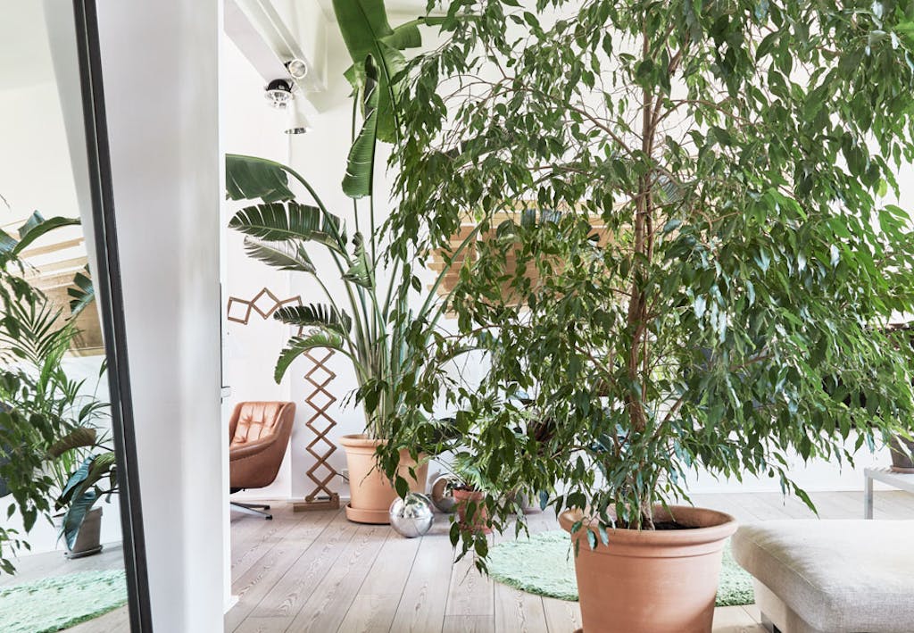 jacob lange 012 web Grote groene planten in huis in aardewerk