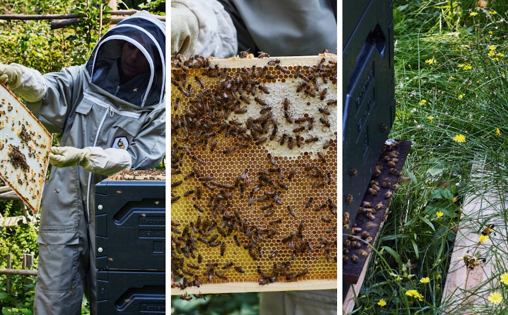 Thuisimkers met een bijenkast bijenkorf