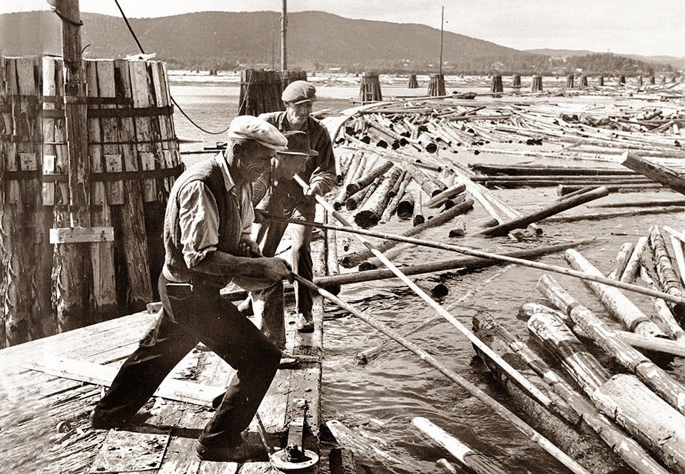 Flottare matar in timret i skiljet där stockarna sorteras efter ägare.