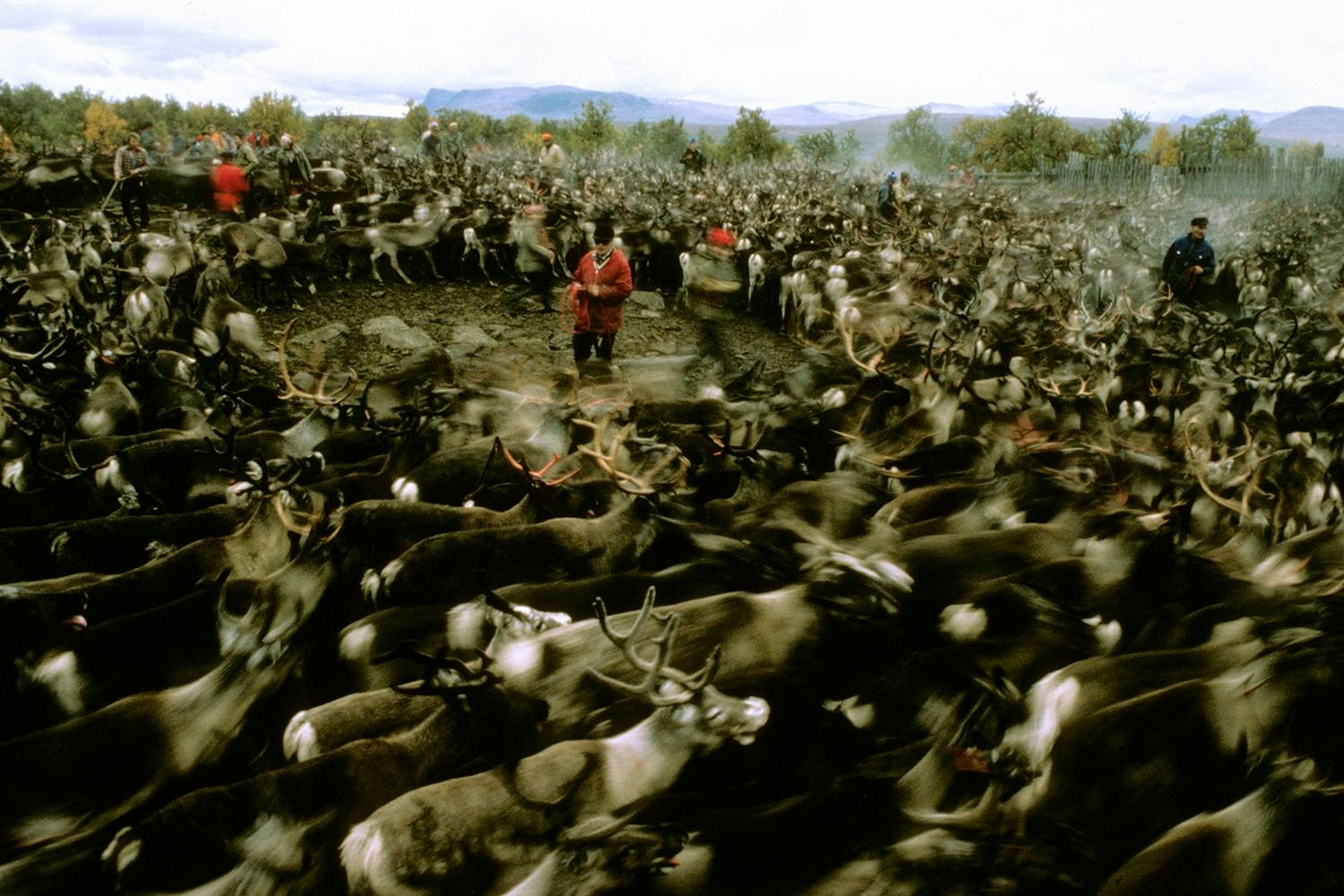 Samernas historia i Sverige. Samernas historia i Sverige.