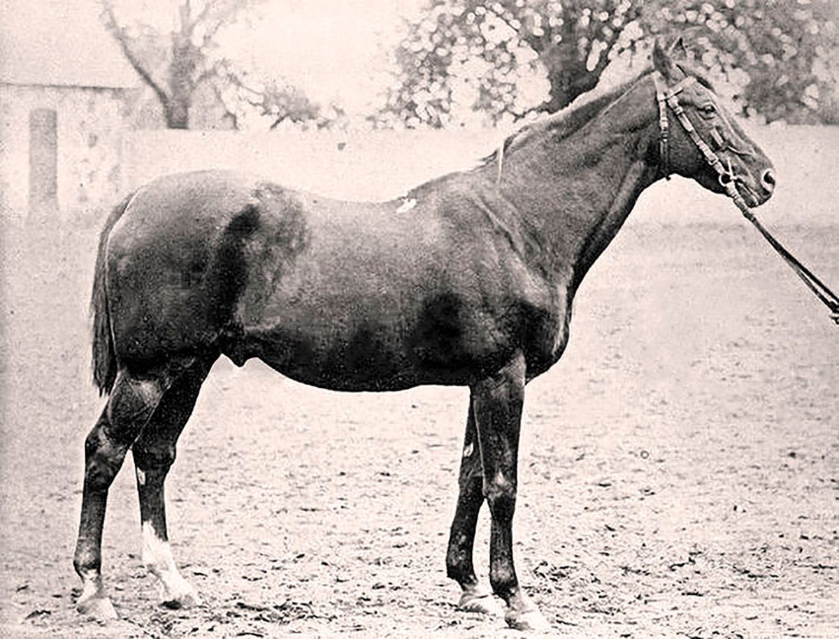 Kavalleriet | historia