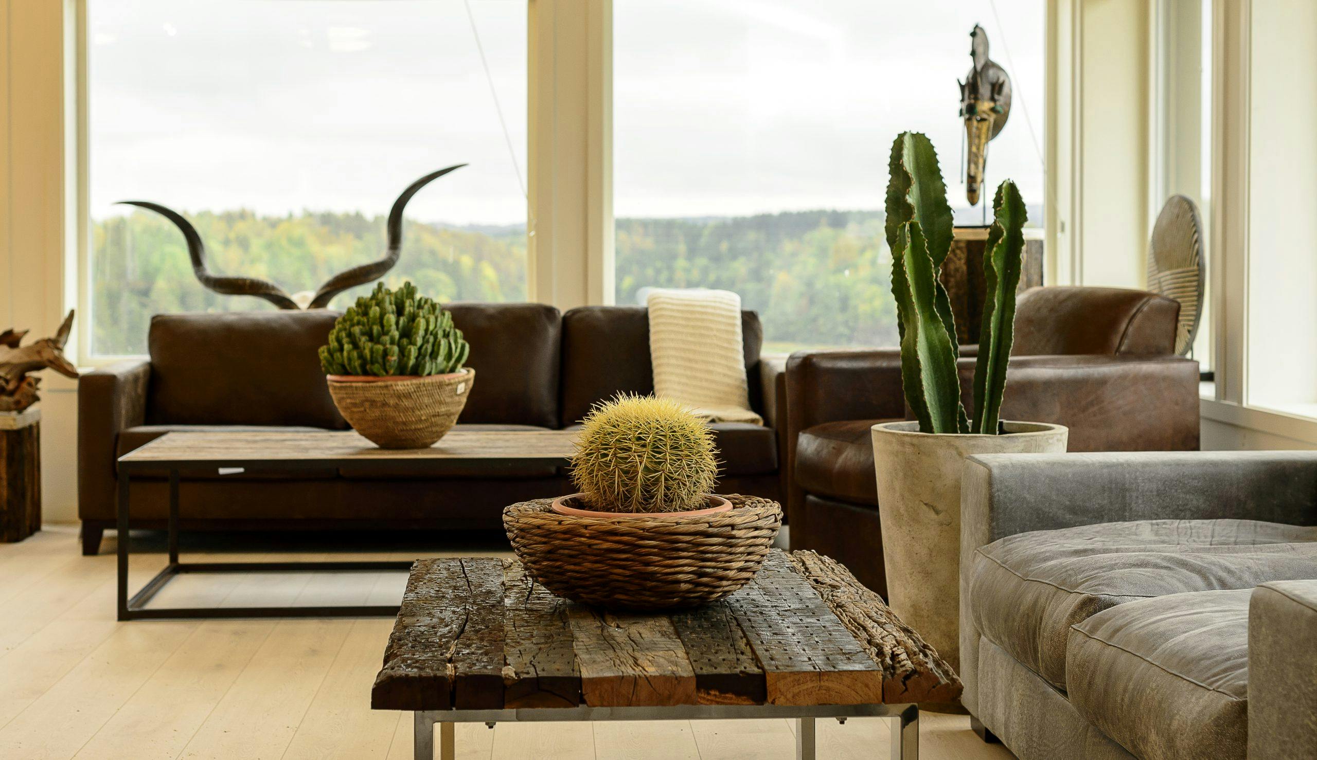 Plantetips: Slik holder du liv i stueplantene dine