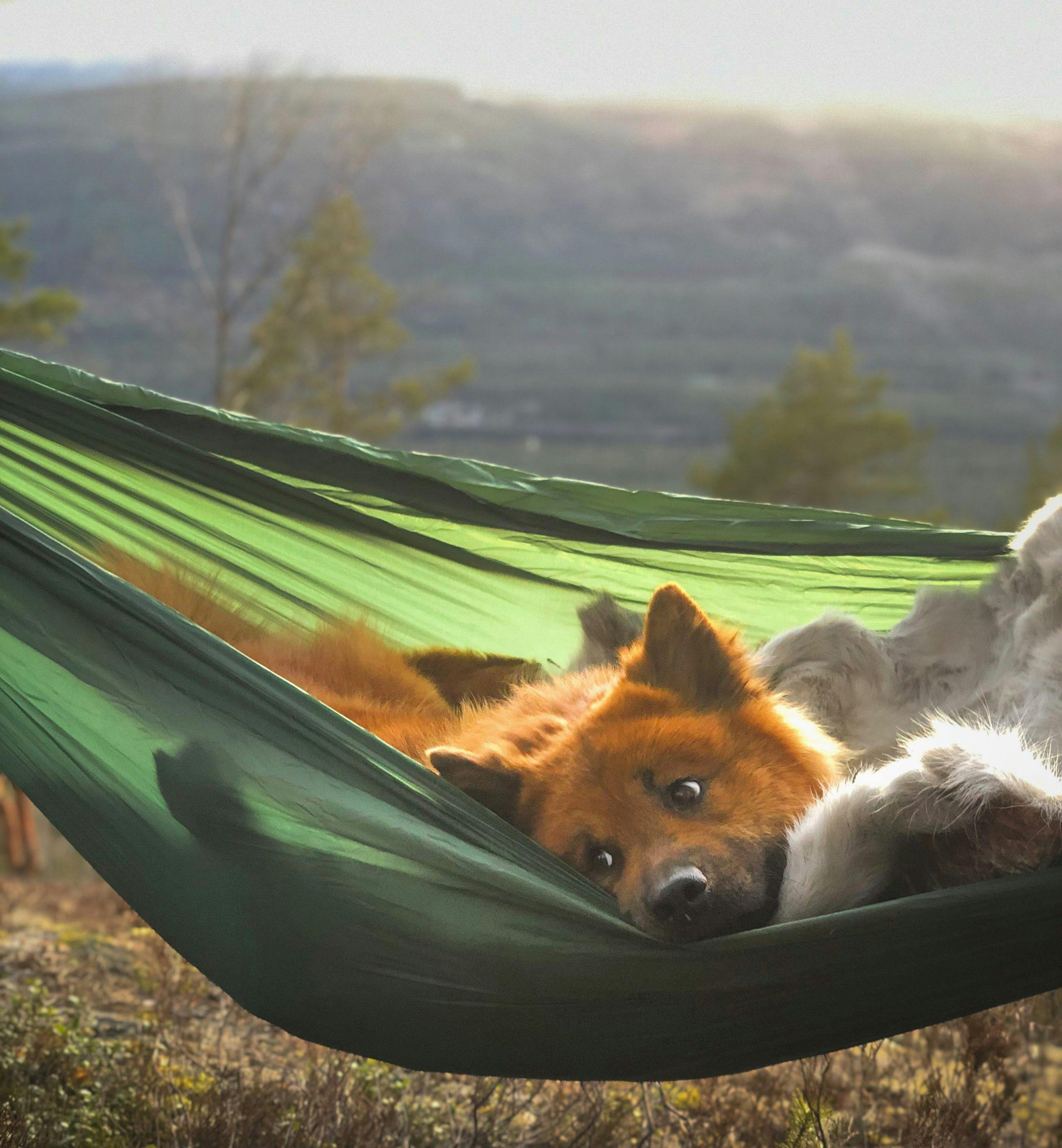 958e0cb4 1652 46cd 9e2b 087ae99c0733