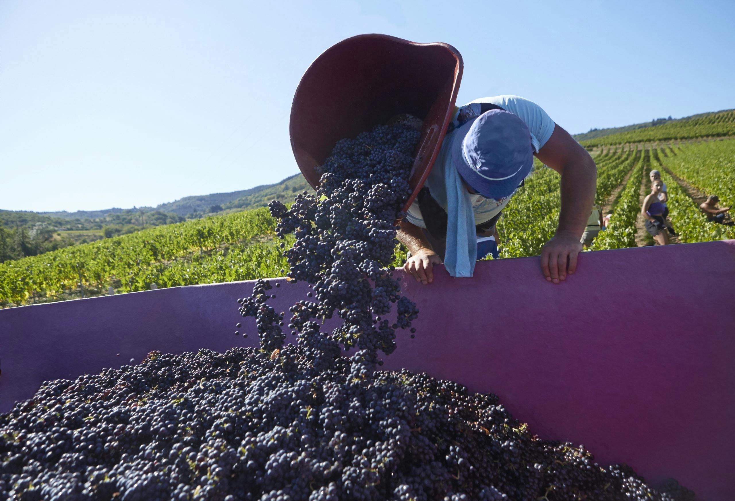 Gamay druer Vendanges_Harvests_Beaujolais Nouveau (2) Gamay druer Vendanges_Harvests_Beaujolais Nouveau (2)