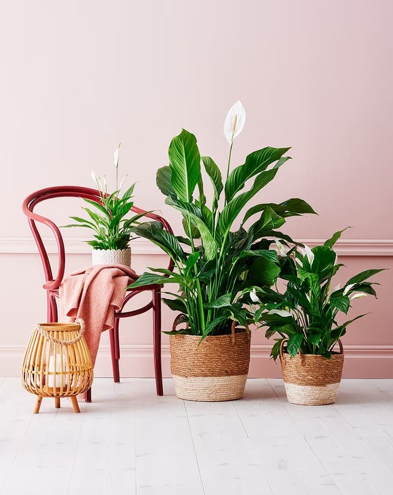 Gave til henne plante Gave til henne plante