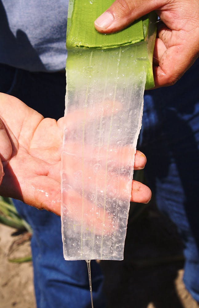 Rå aloe vera plante: Aloe vera planten