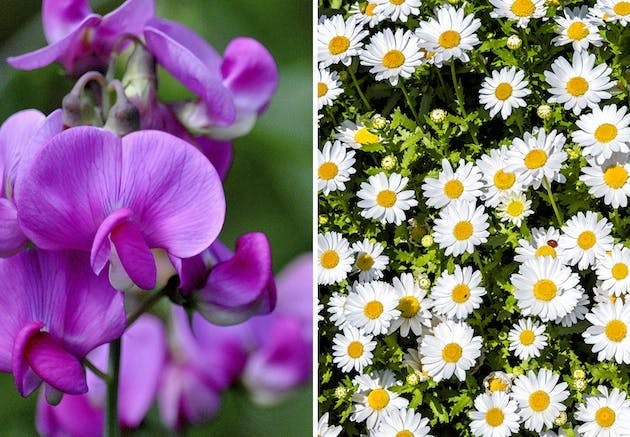 Fødselsblomst | lathyrus og tusenfryd