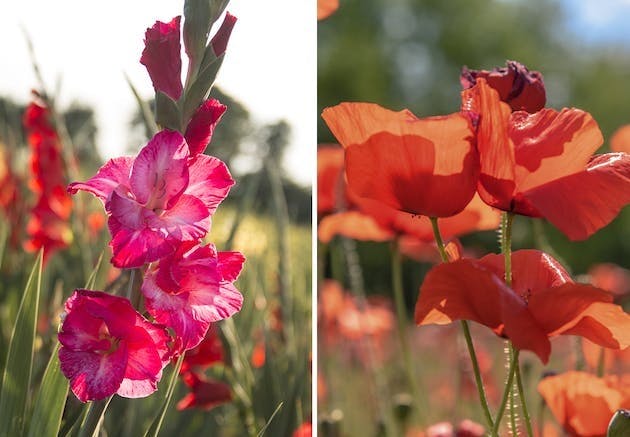 Fødselsblomst | gladiolus, valmue