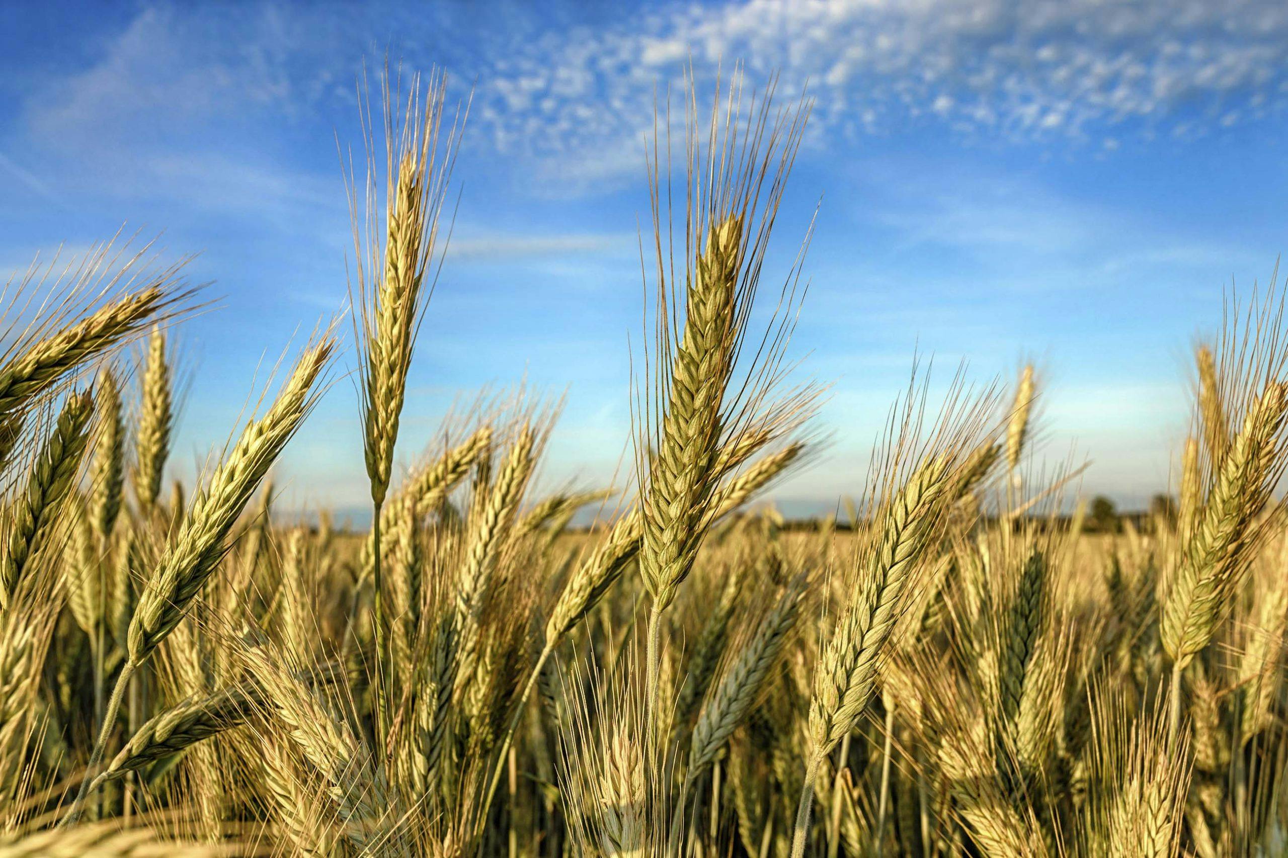 Maten som gir høy forbrenning