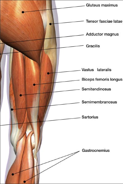 gluteus maximus bakside lår