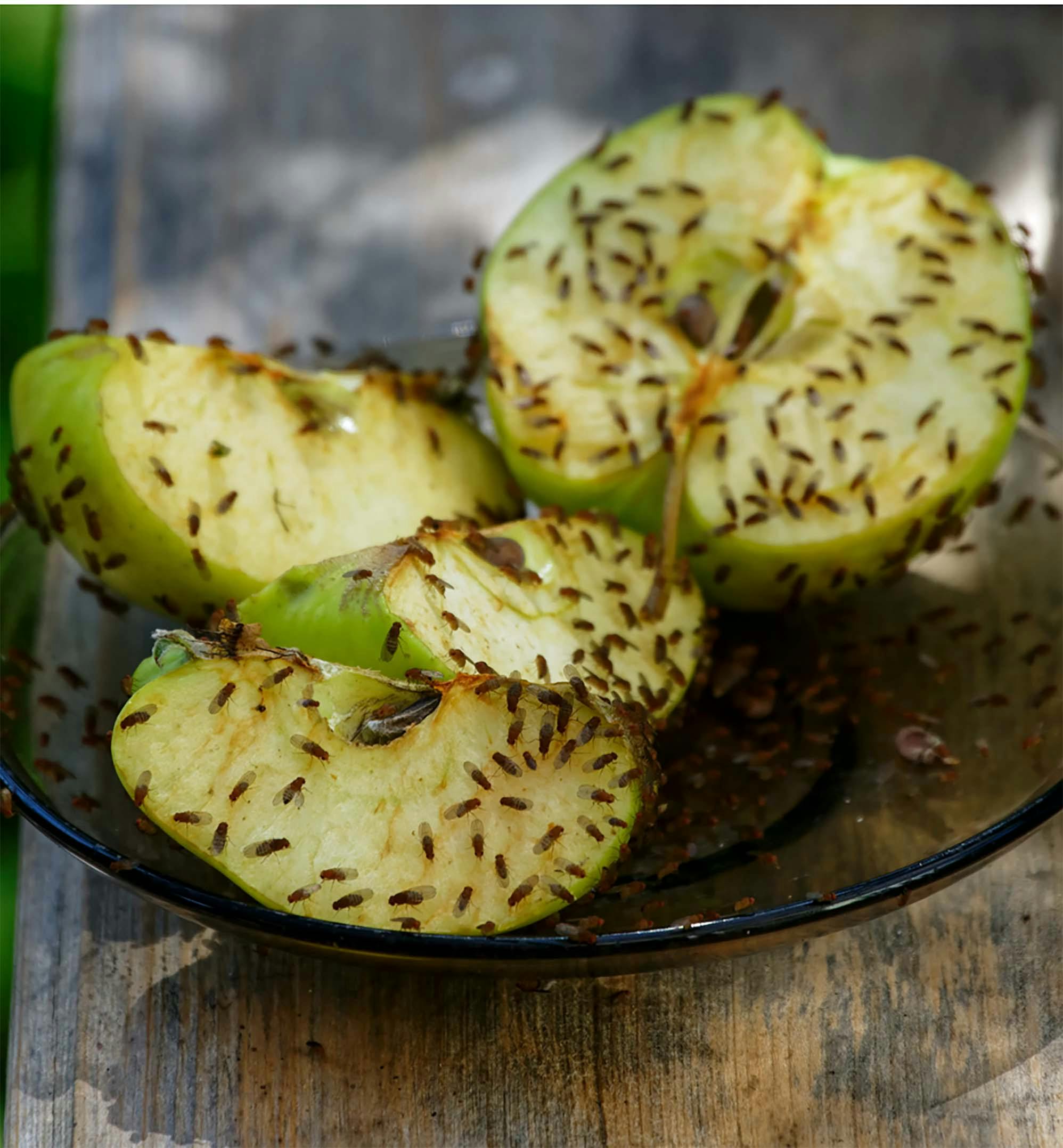 bananfluer QXL2l45Hgf Bananfluer: Slik blir du kvitt insektene