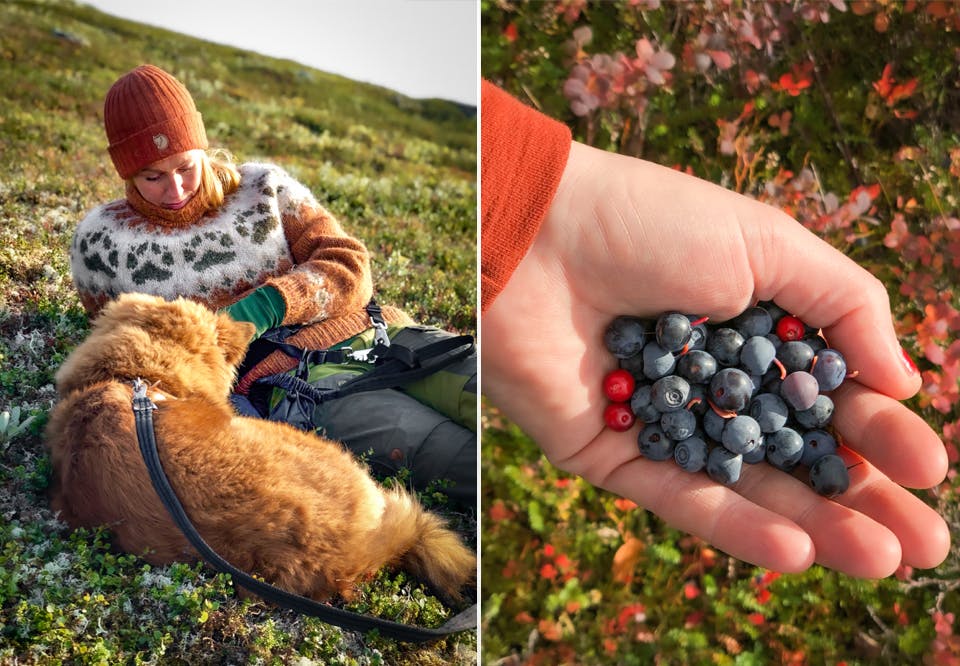 bodil bMJiAI EfXL Blåbærplukking ute i natures