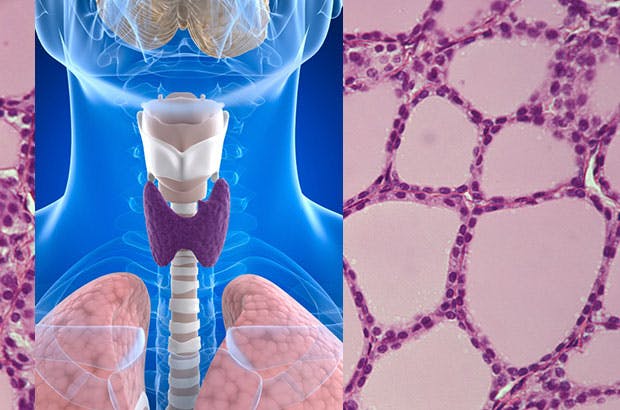 skjoldbrusk kjertelen