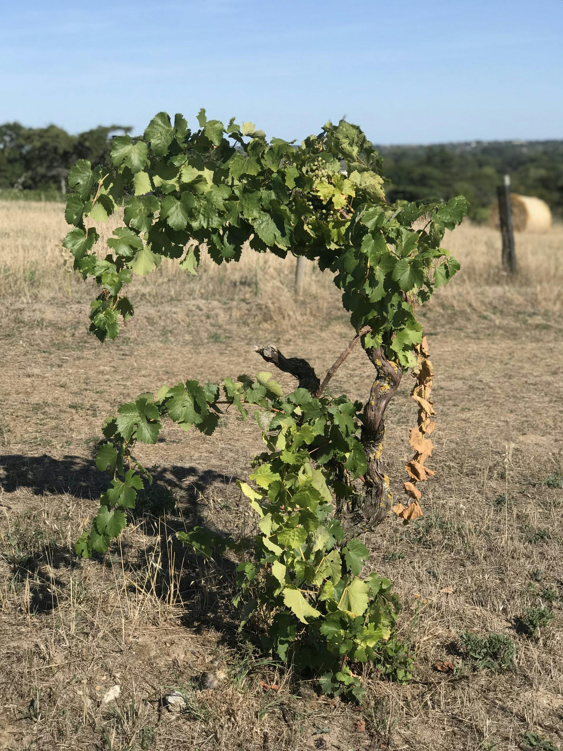 chenin blanc gamle druestokker dom de closel img 0100