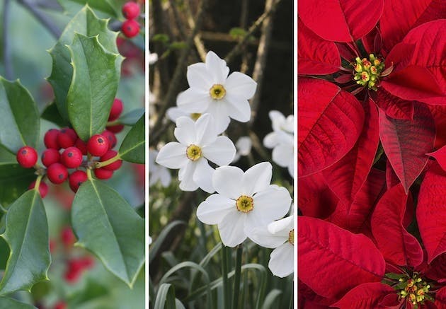 Fødselsblomst | pinselilje, kristtorn, julestjerne