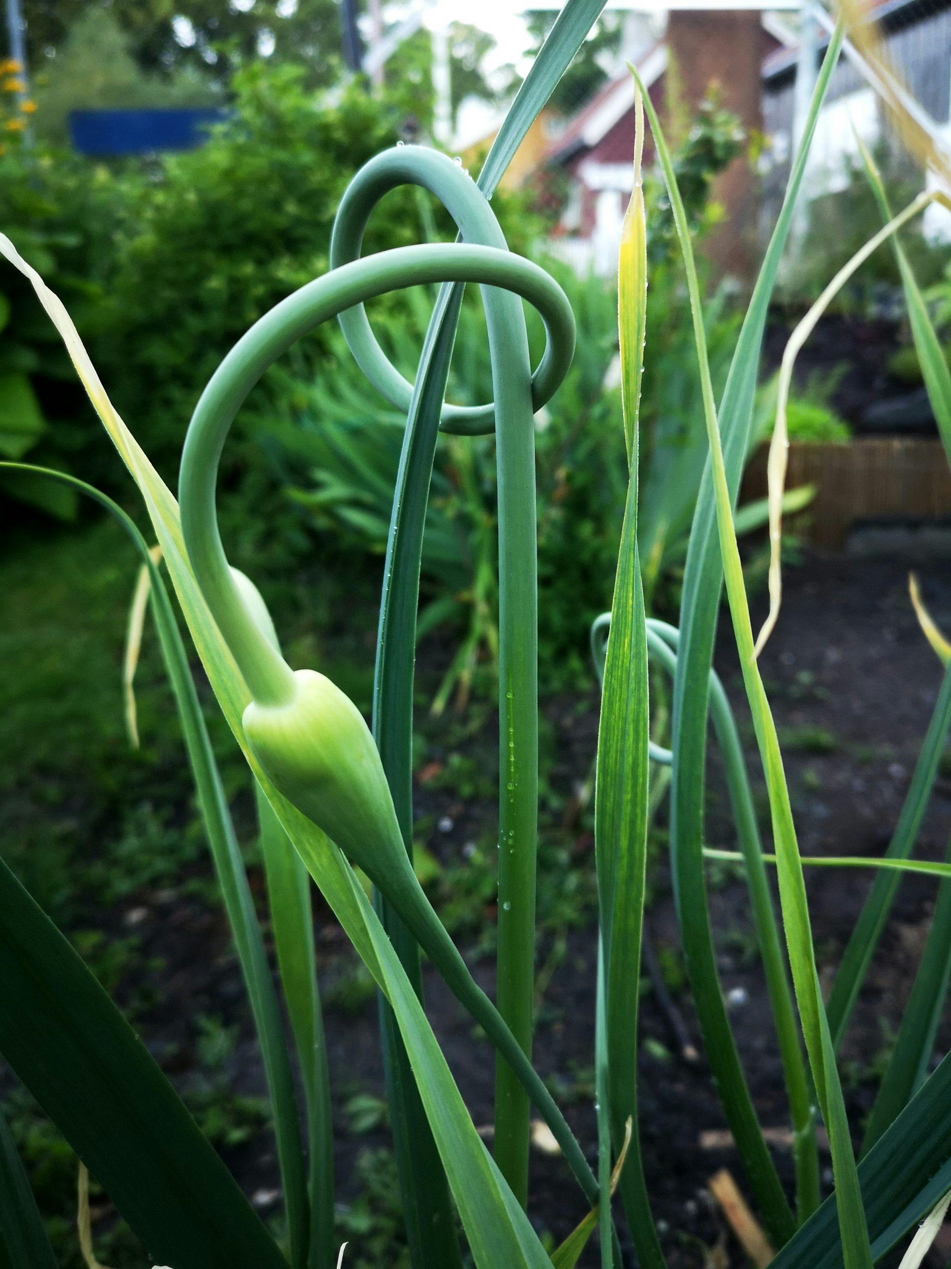 det kan hende dette er en elefanthvitlok som slanger seg to dyr i en lok