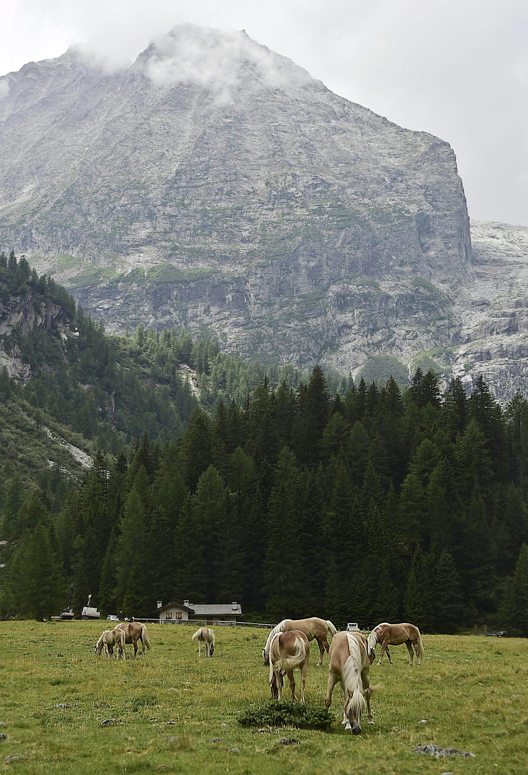 Bedole-sletten i nasjonalparken Adamello Brenta, Nord-Italia.