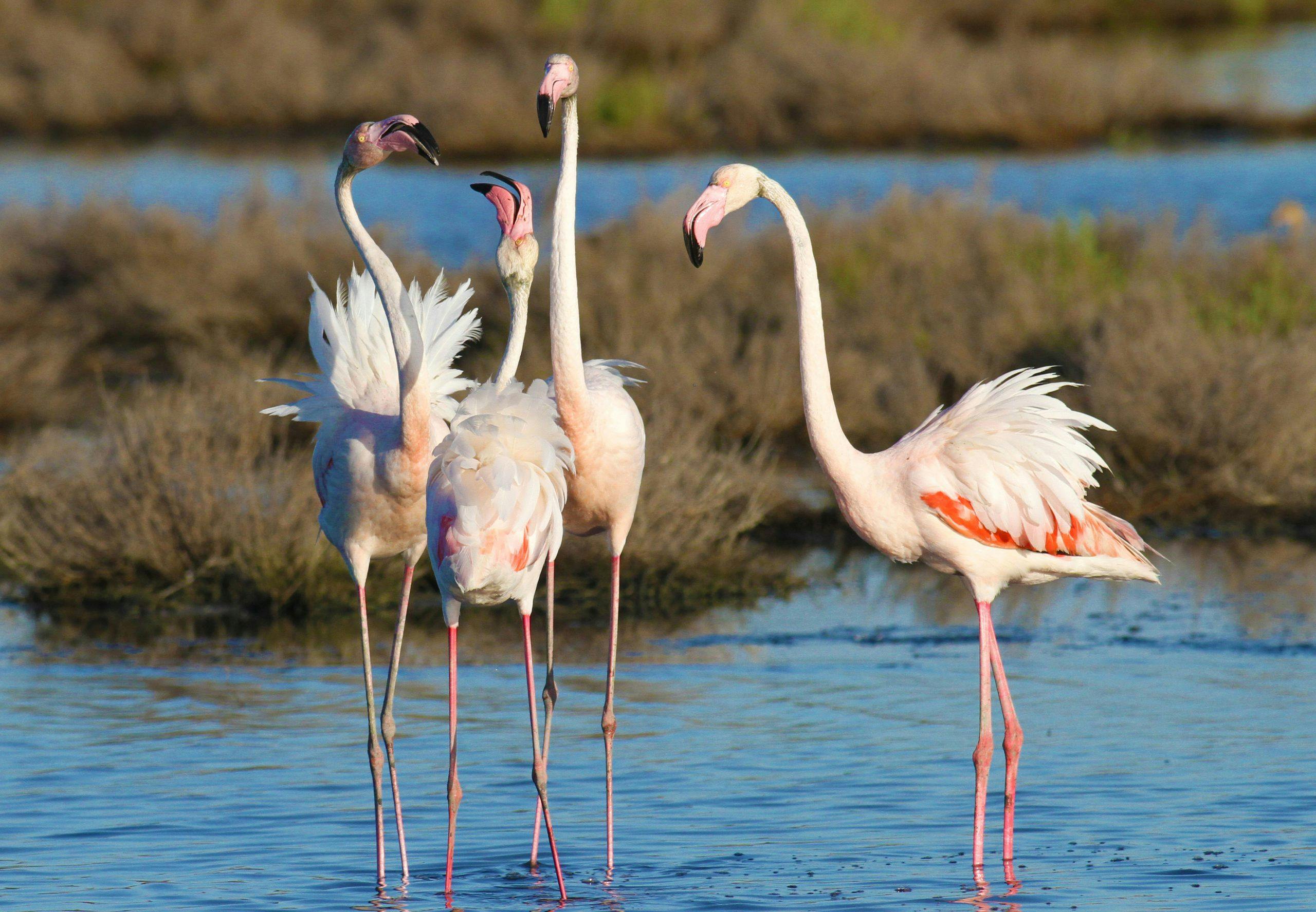 Flamingos at the Po delta APT Servizi Emilia Romagna
