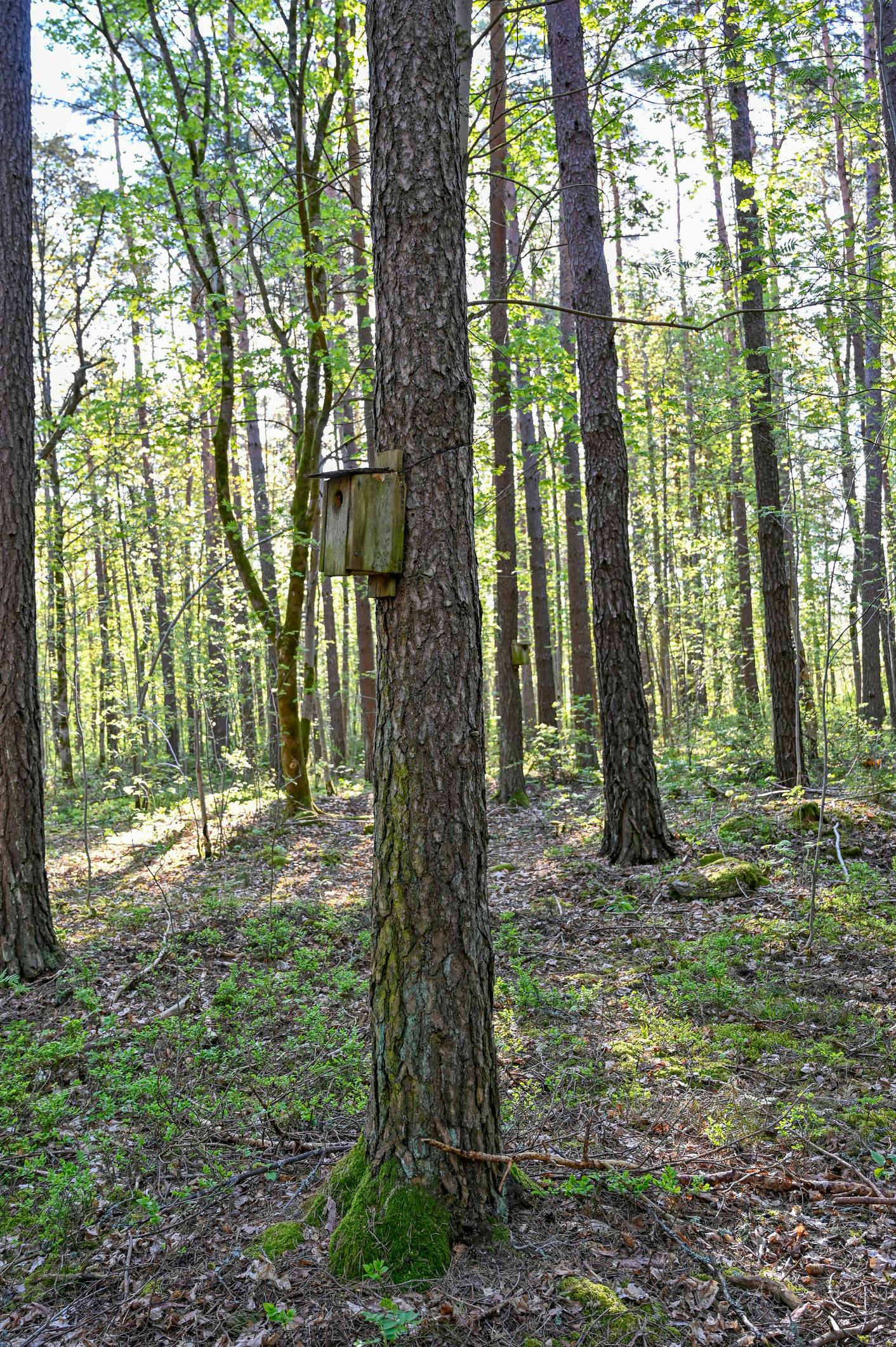 gettyimages 1225219987 Fuglekasse