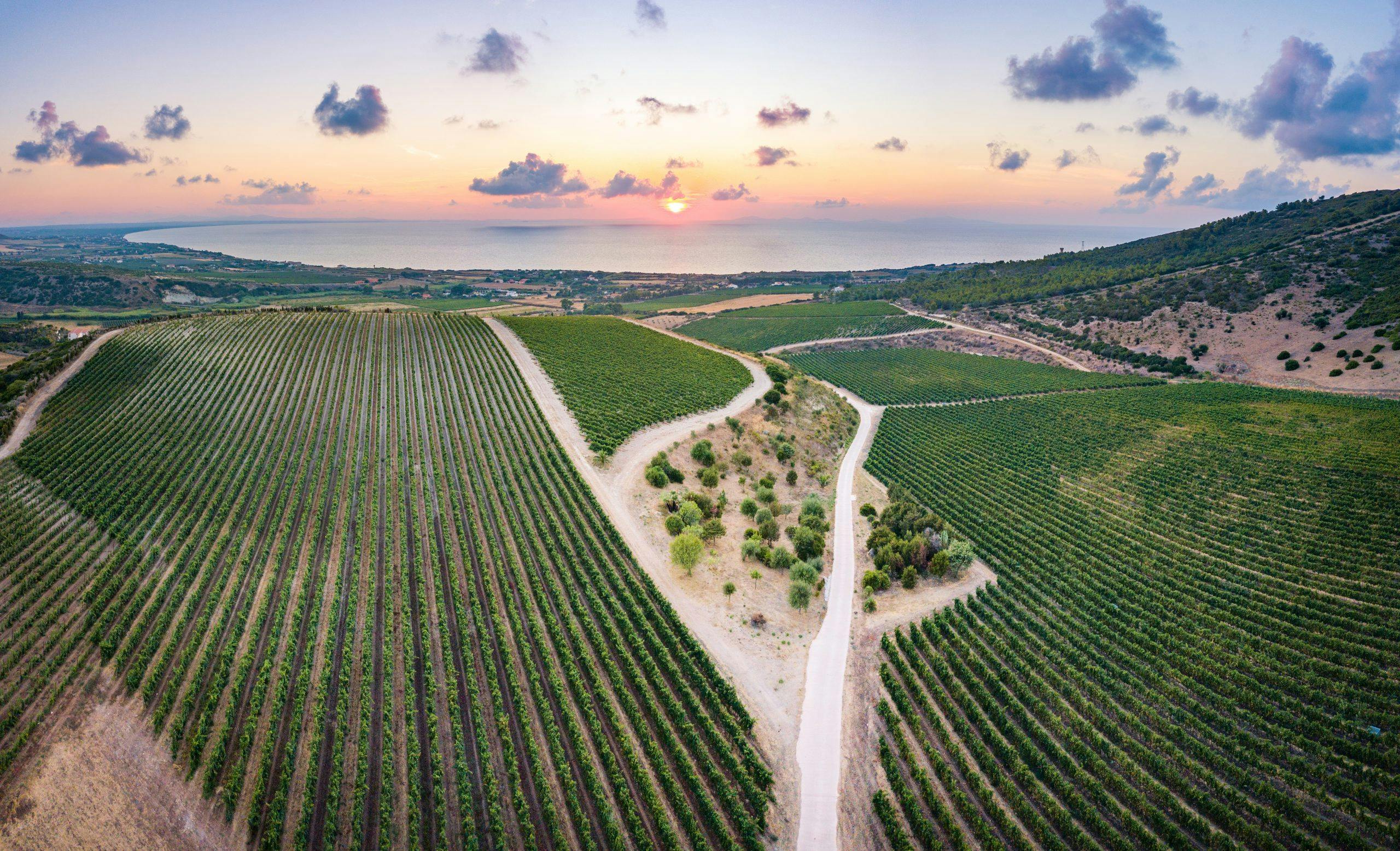 vingård sardinia
