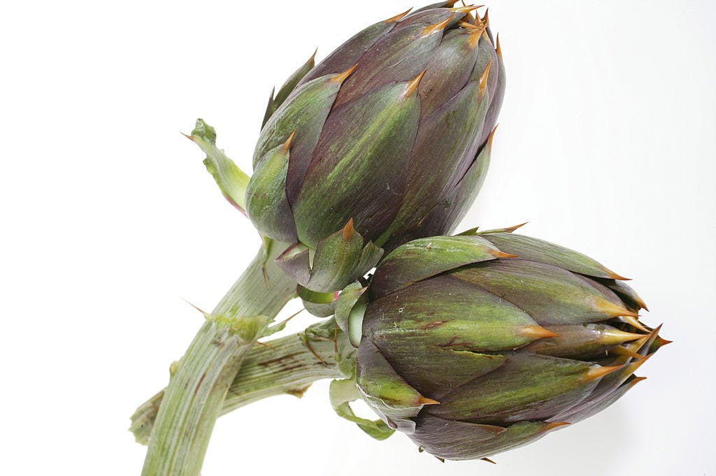 Artisjokk økologisk