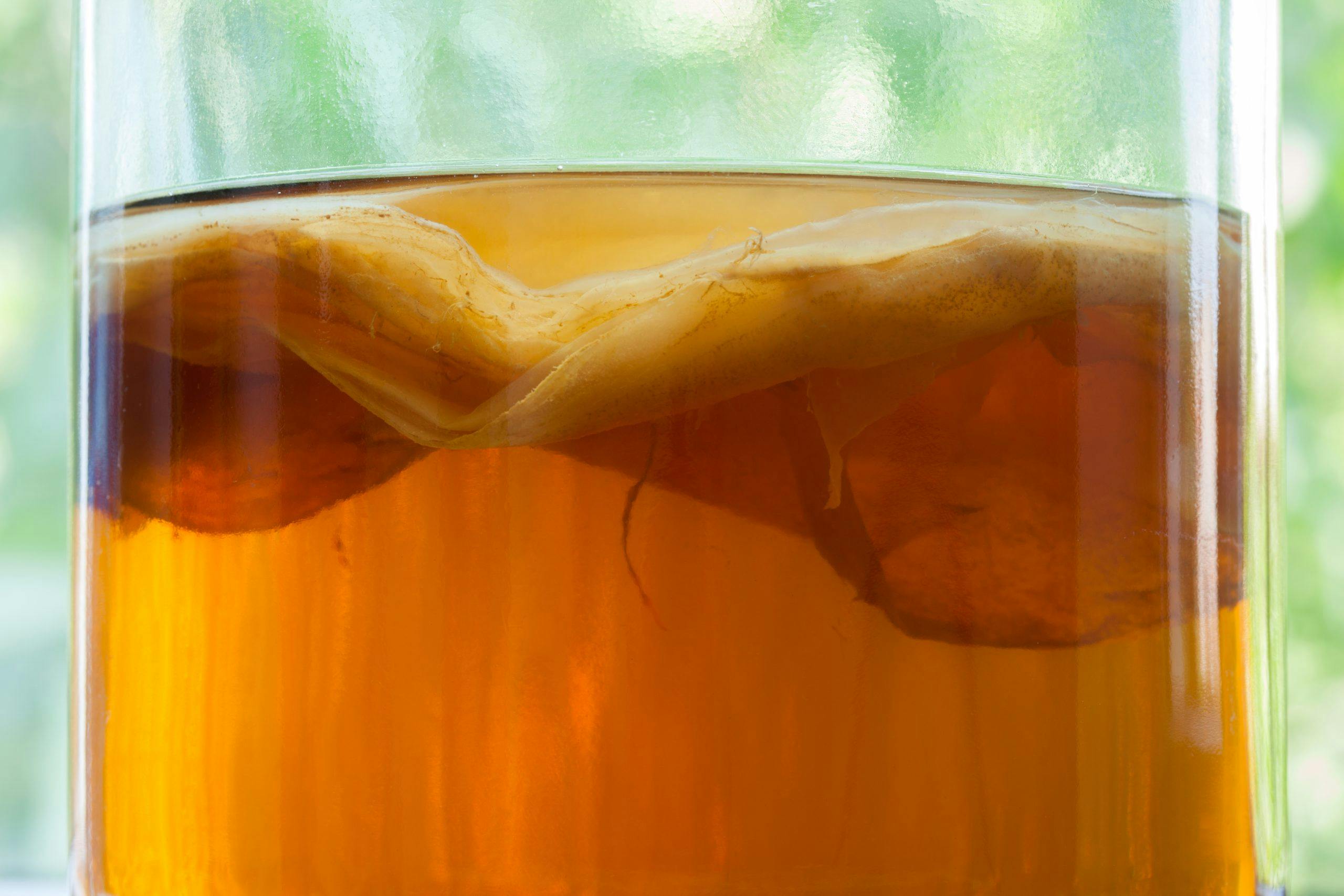 kombucha scoby med te