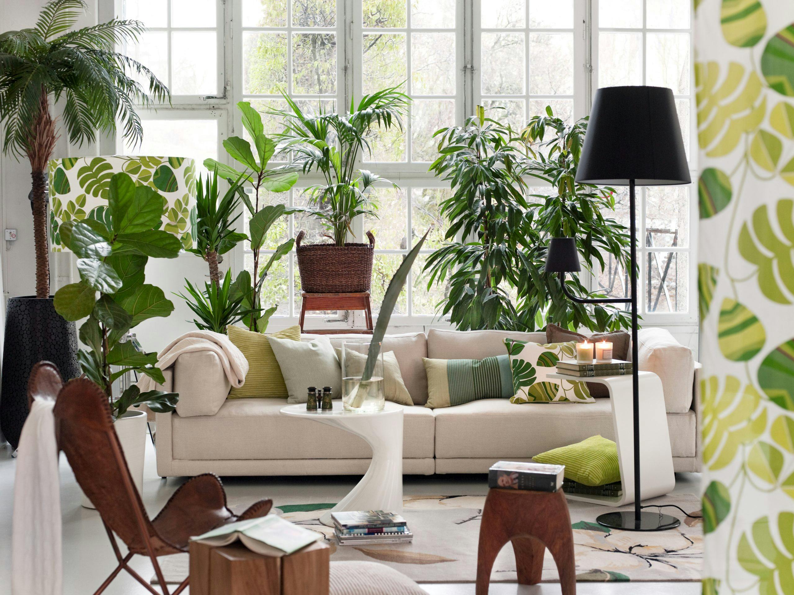 Plantetips: Slik holder du liv i stueplantene dine