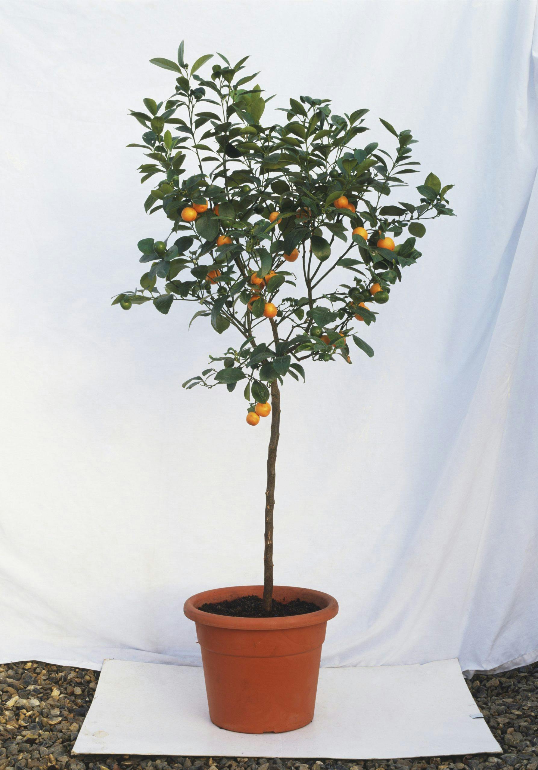 Spiselig plante frukt kjøkken