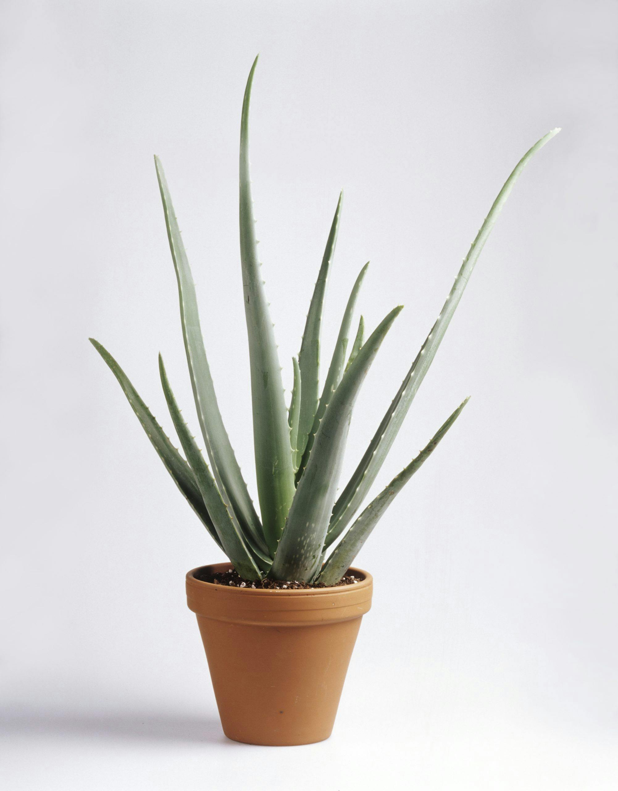 Aloe vera plante