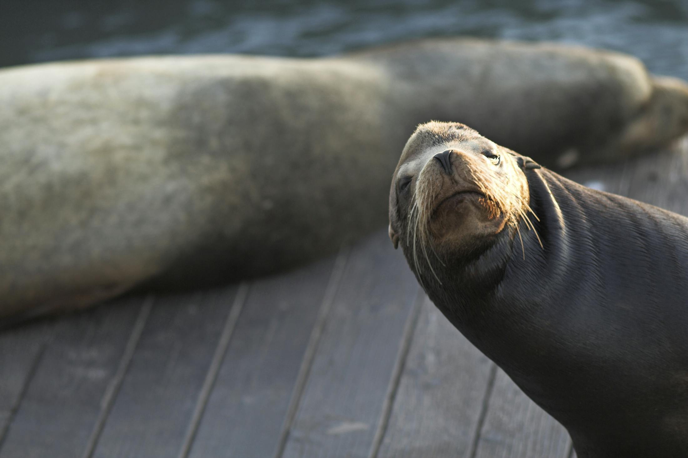 gettyimages 93195410 Sjøløvene på Pier 39
