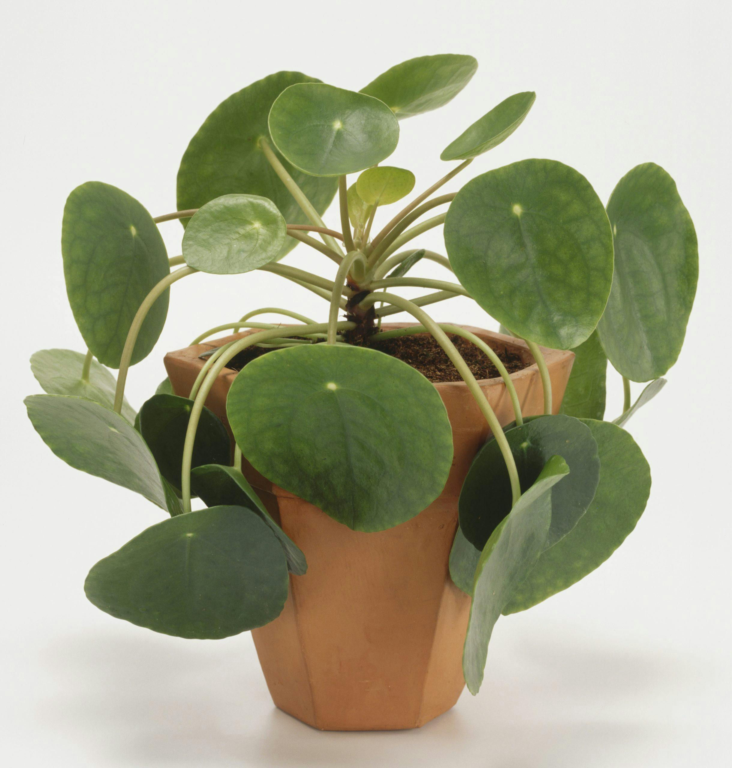 Pilea peperomioides