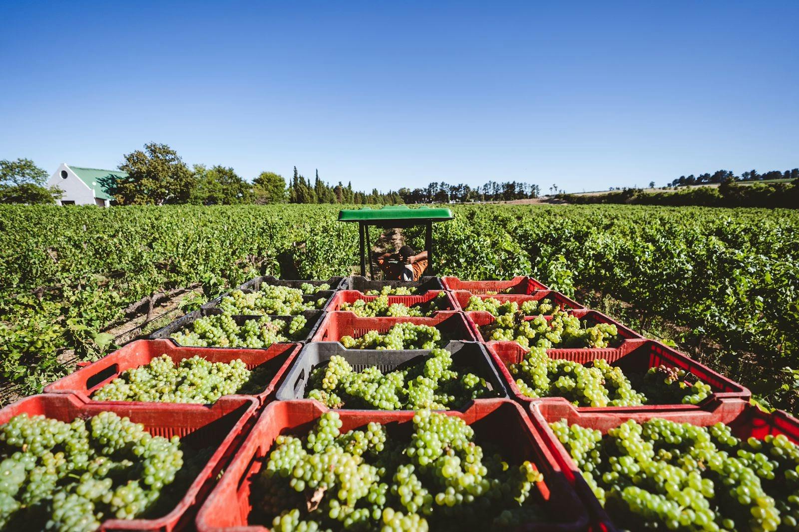 harvest time at ken forrester vineyards feb 2021