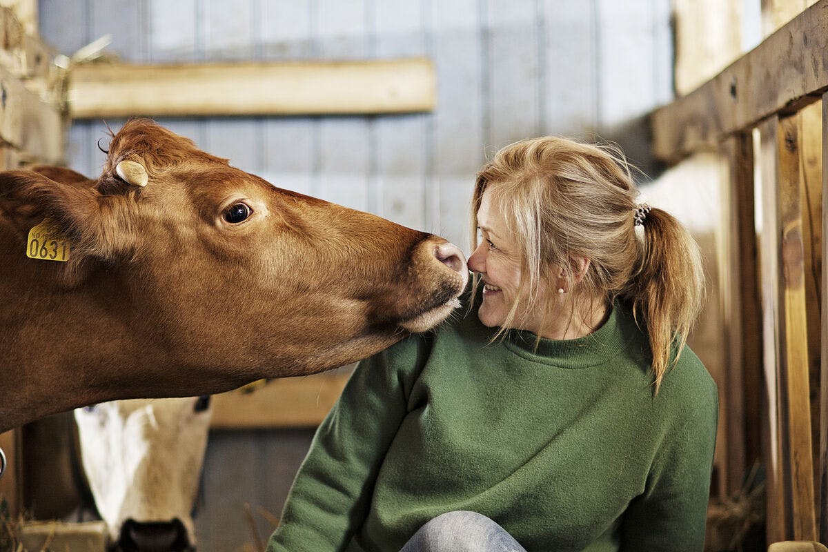 michelinrestaurant trondheim