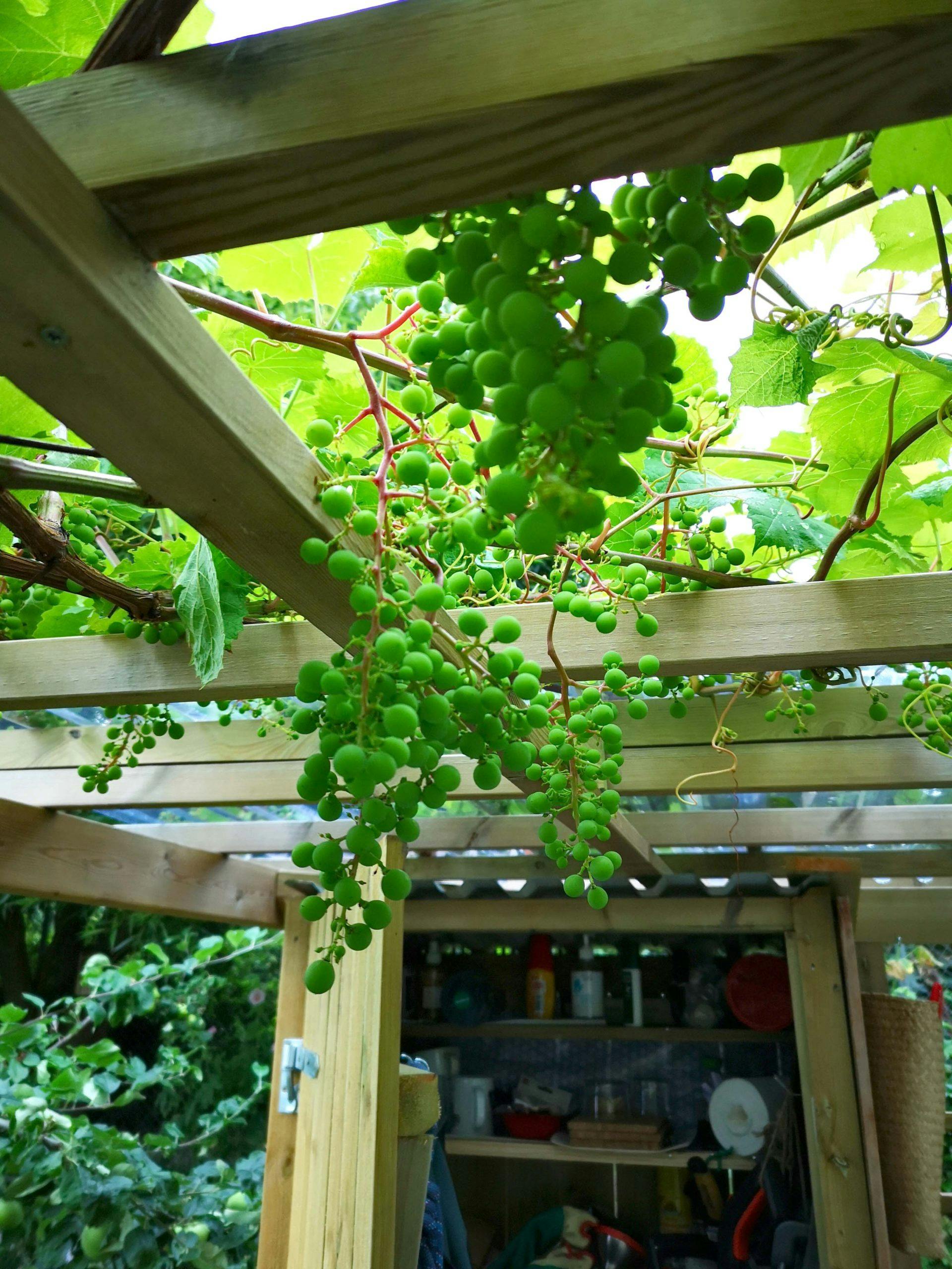 img 20190805 124627 kaXA464i7uOwnax4