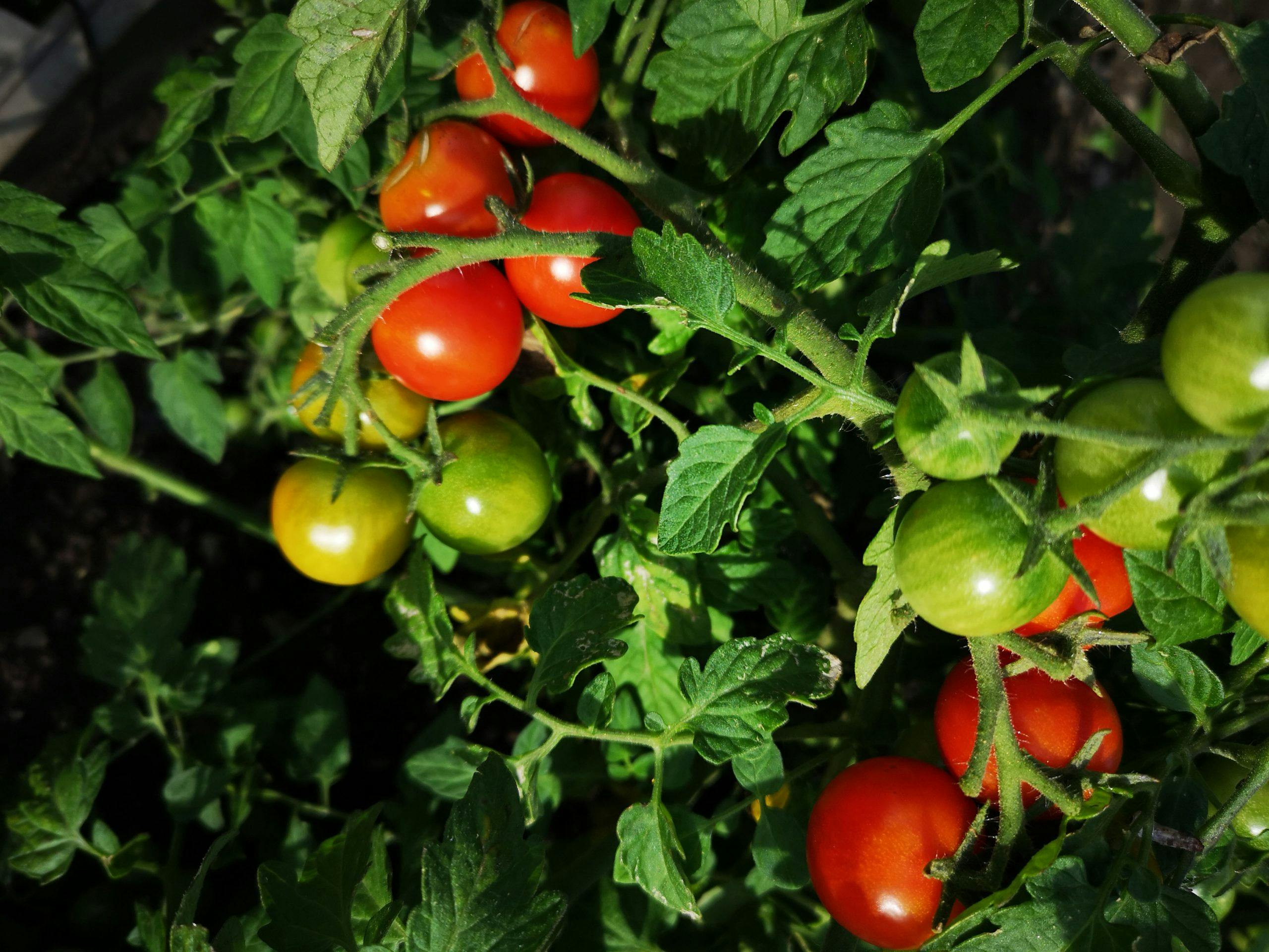 img 20190812 165100 MPVvWgLom677SM