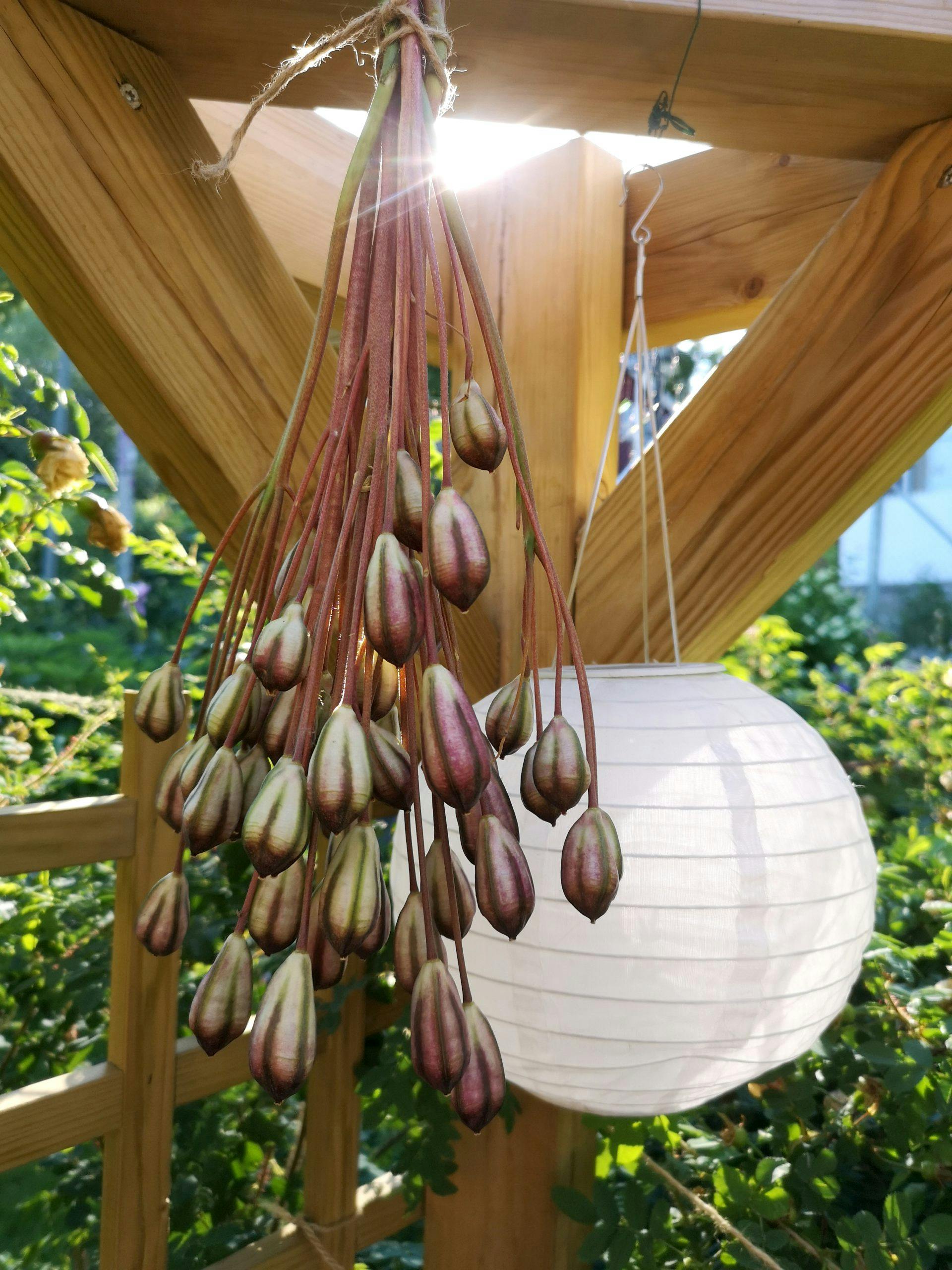 img 20200614 190310 løk avblomstret